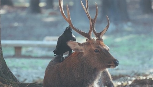 カラスと鹿