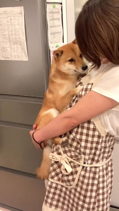柴犬抱っこ