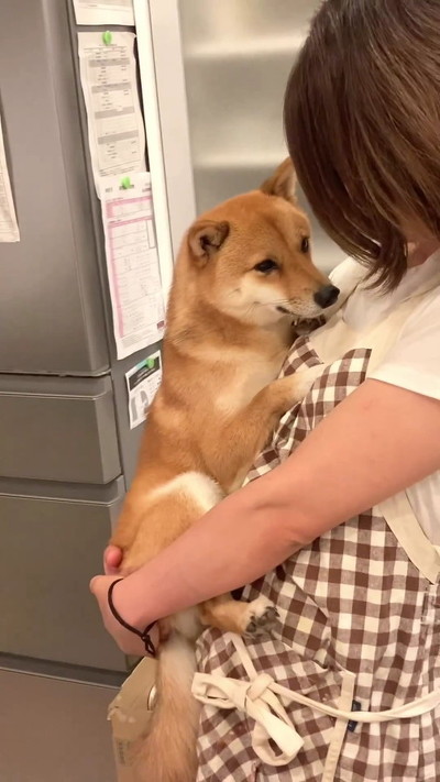 悲しそうな柴犬