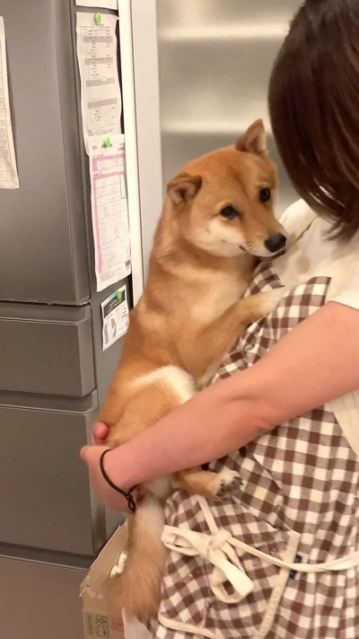 パパを見る柴犬