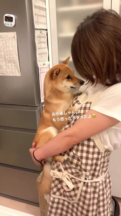 ケンカ止める柴犬