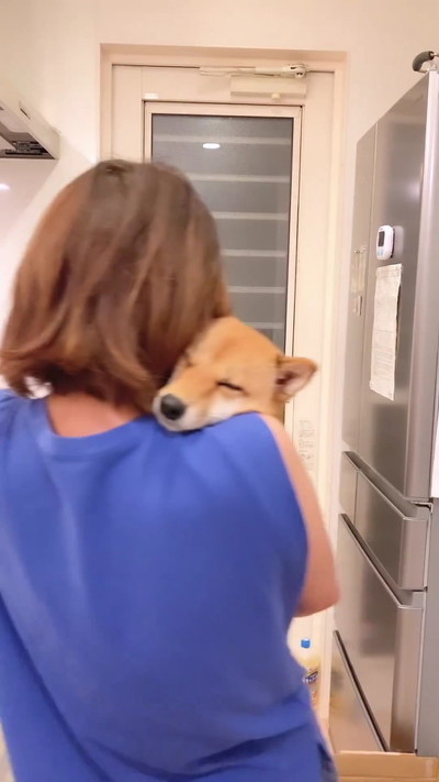 抱っこされる柴犬