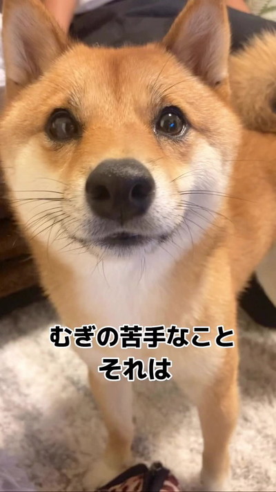 苦手なことテロップと柴犬