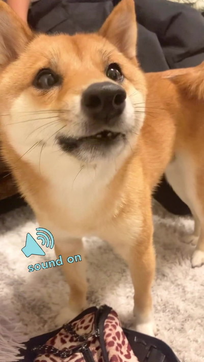 柴犬アップ