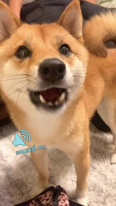 吠える柴犬