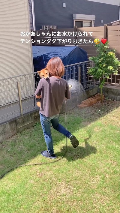 吠える柴犬