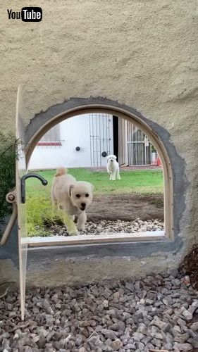 隣家の庭につながっている