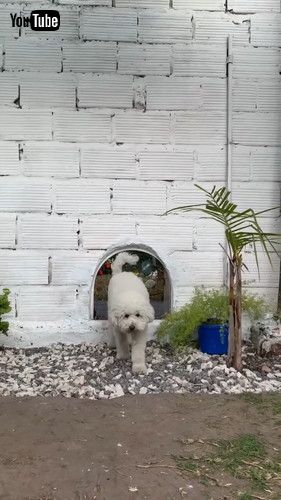 遊びに行くワンコ