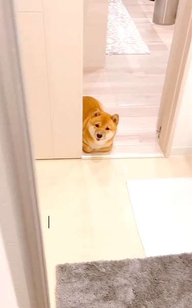 飼い主のお風呂を心配して待つ柴犬