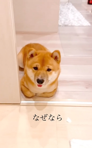 待つ柴犬