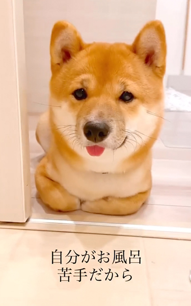 柴犬表情アップ