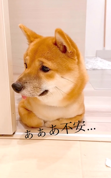 心配そうな柴犬