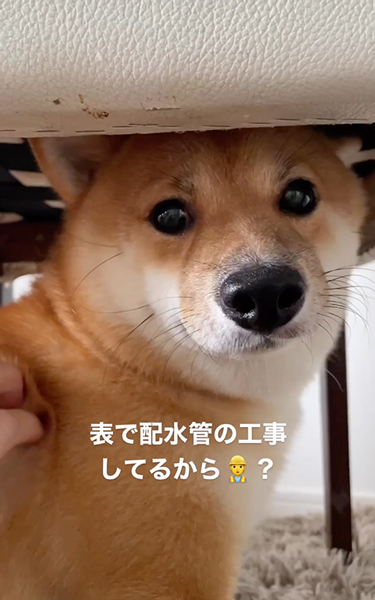 ビビりな柴犬
