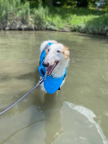 川入ってるワンコ