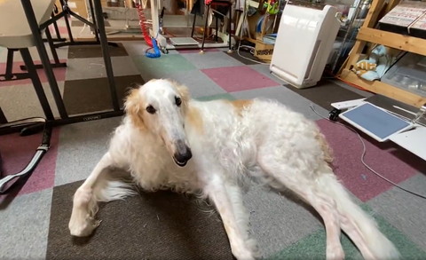 まどろむワンコ少し寄り