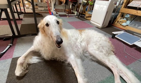 まどろみ笑顔のワンコ寄り