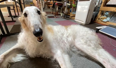 笑顔のワンコアップ