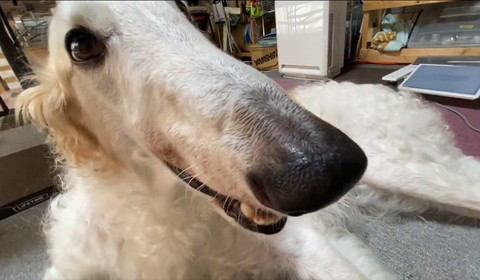 ワンコの鼻アップ