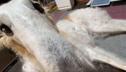 ワンコドアップ