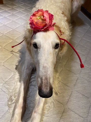 花つけてるワンコ