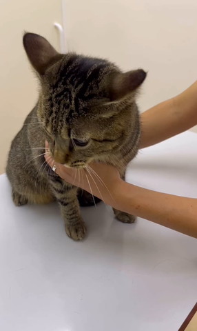 診察台でお座りしてる猫
