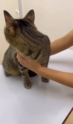 後ろ振り返る猫
