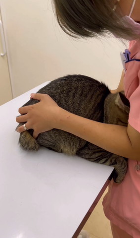 看護師さんに隠れる猫