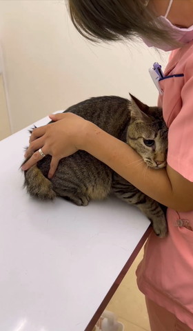 獣医師さんに身をゆだねてたれ目な猫