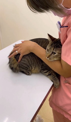 獣医師さの腕に顎乗せ猫