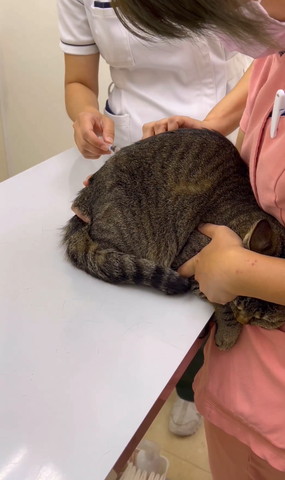 注射される猫