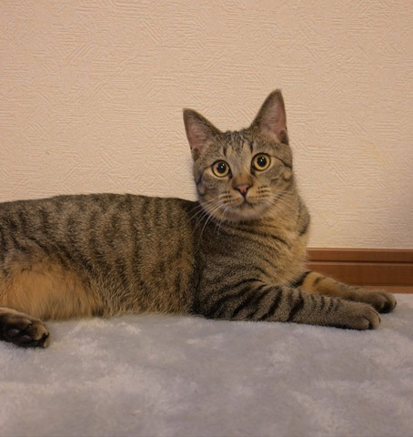 伏せしてる猫