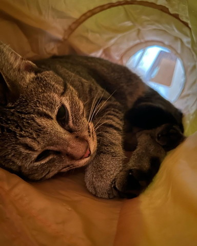 トンネルにいる猫