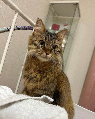長毛猫