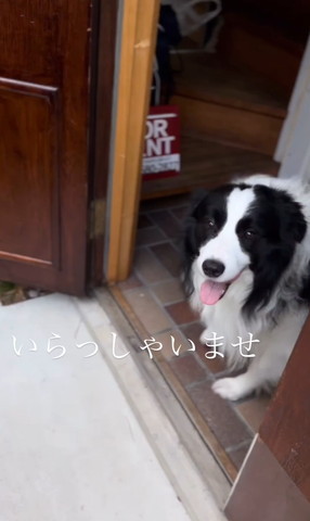 ボーダーコリー