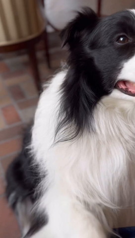 お手してるワンコ