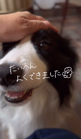 たいへんよくできましたテロップ