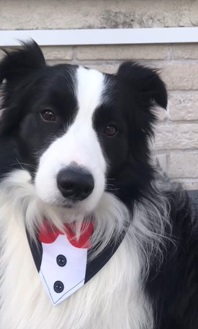 タイつけてるワンコ