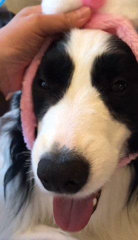 ヘアバンドしてるワンコ