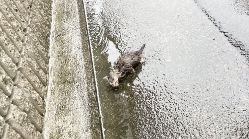 保護猫