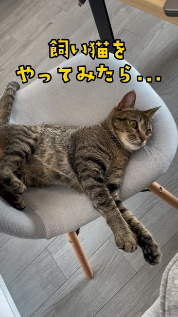 飼い猫をやってみた