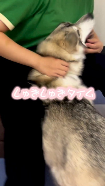 しゅきしゅきタイム