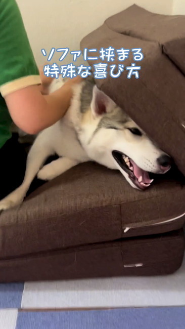 ソファに挟まる犬