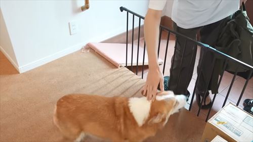 兄が大好きなコーギー