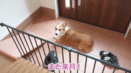 兄が大好きなコーギー