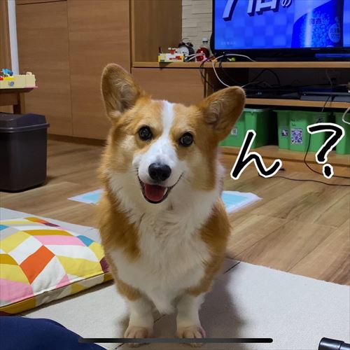 兄が大好きなコーギー