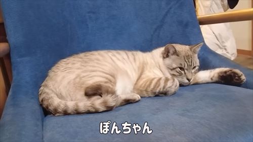 兄が大好きなコーギー