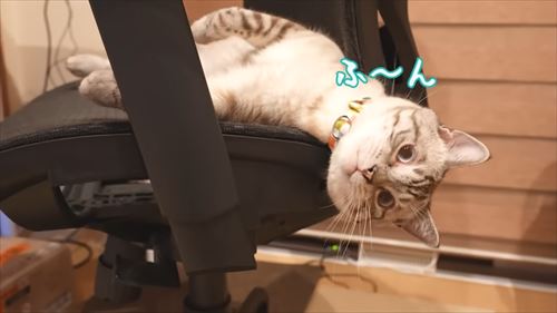 兄が大好きなコーギー