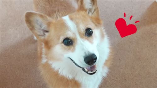 兄が大好きなコーギー