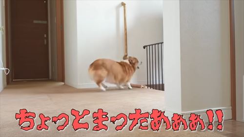 兄が大好きなコーギー