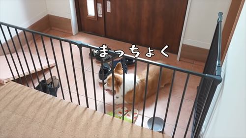 兄が大好きなコーギー